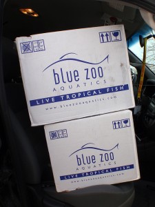 Picture of Blue Zoo Aquatics Shipping Boxes