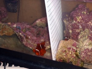 Maroon Clownfish in tank