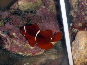 PNG Maroon Clownfish