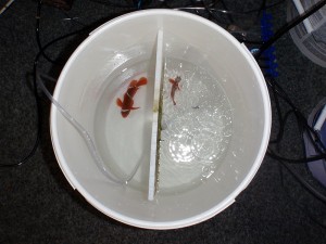 PNG Maroon Clownfish in the second of a 3 course formalin dip treatment.