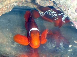 PNG Maroon with Fin Rot