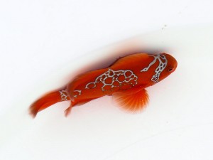 PNG Lightning Maroon Clownfish, Premnas biaculeatus "PNG Lightning"