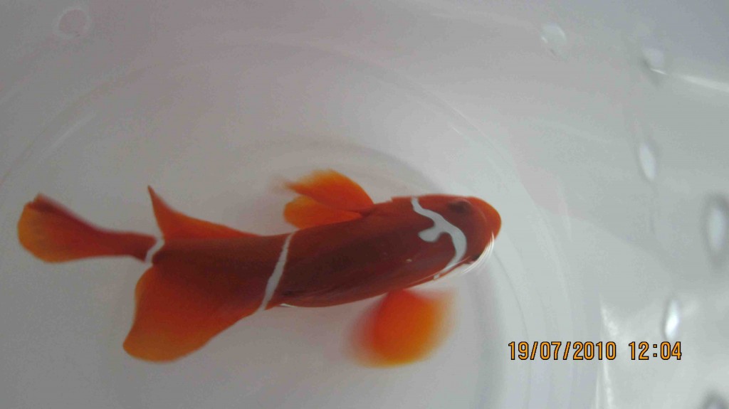 PNG SEASMART Horned Maroon Clownfish