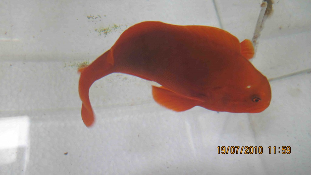 PNG SEASMART Stripeless or Naked Maroon Clownfish
