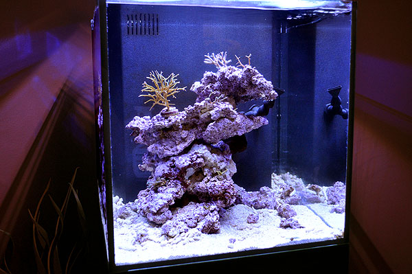 Ecoxotic Reef Progress - 2-12-2011