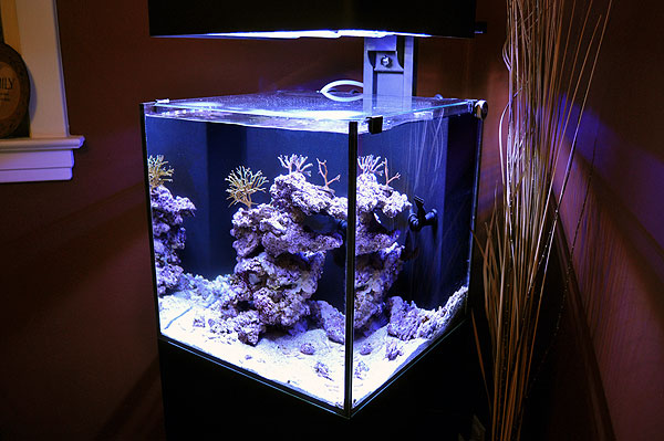 Ecoxotic Reef Progress - 2-12-2011