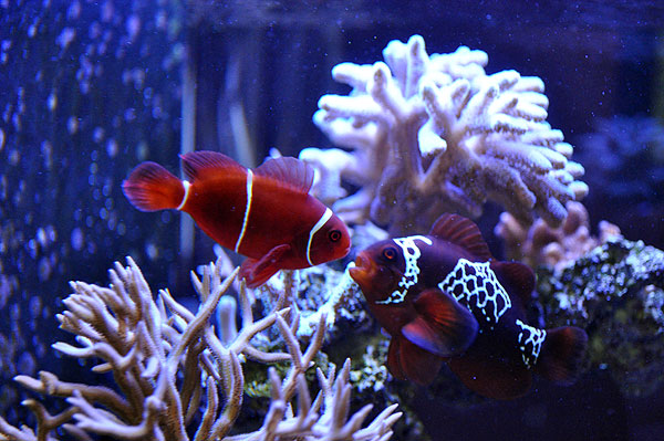 lightning maroon clownfish