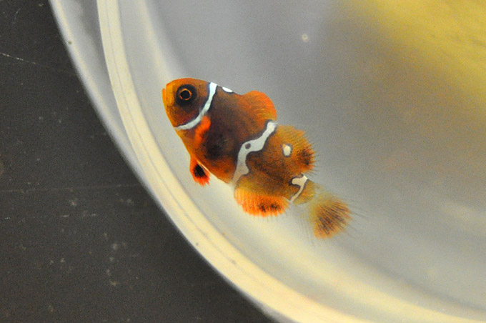 Mike Hoang's Maroon Clownfish, a specimen showing hints of complex patterning - image courtesy Mike Hoang