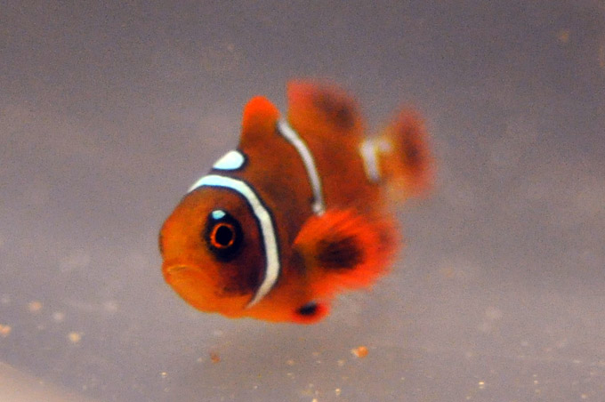 Mike Hoang's Maroon Clownfish, a specimen with a "Pearl Eye" - image courtesy Mike Hoang