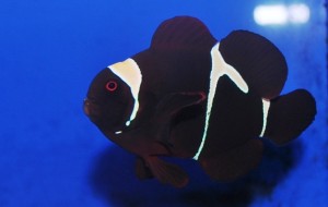 Goldflake Maroon Clownfish - courtesy Sustainable Aquatics