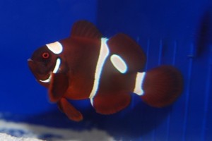 Goldflake Maroon Clownfish - courtesy Sustainable Aquatics