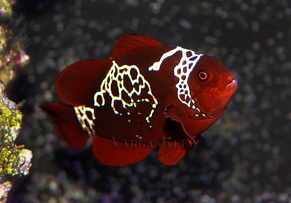 lightning maroon clownfish