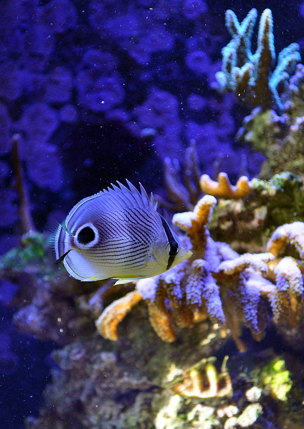 Foureye Butterflyfish, Chaetodon capistratus, in a SPS-dominated reef aquarium