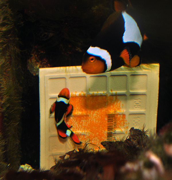 Clownfish Eggs, Breeding Clownfish at Home