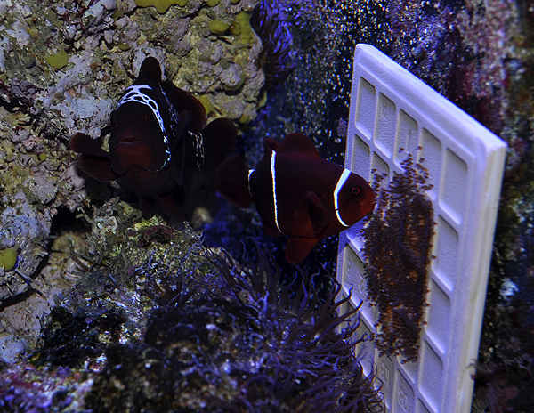 Lightning Maroon Clownfish fostering Percula Eggs in a "Double Down" scenario to encourage the pair to spawn.