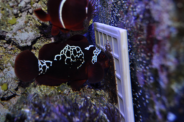 Lightning Maroon Clownfish fostering Percula Eggs in a "Double Down" scenario to encourage the pair to spawn.