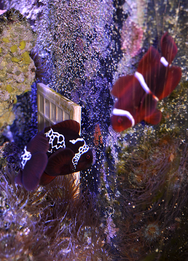 Lightning Maroon Clownfish with her mate and their first eggs spawned.