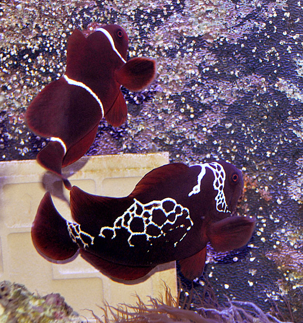 The Lightning Maroon Clownfish and her wild-type mate.
