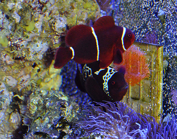 Lightning Maroon Clownfish Spawning & Eggs