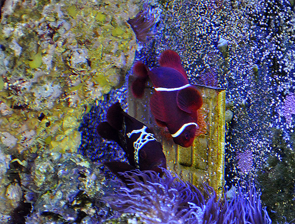 Lightning Maroon Clownfish Spawning & Eggs