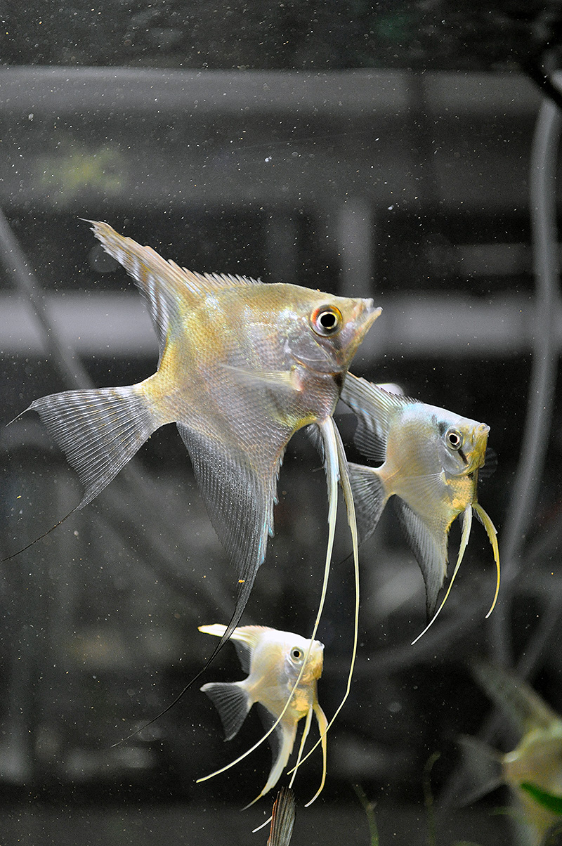Angelfish Phenotype Examples