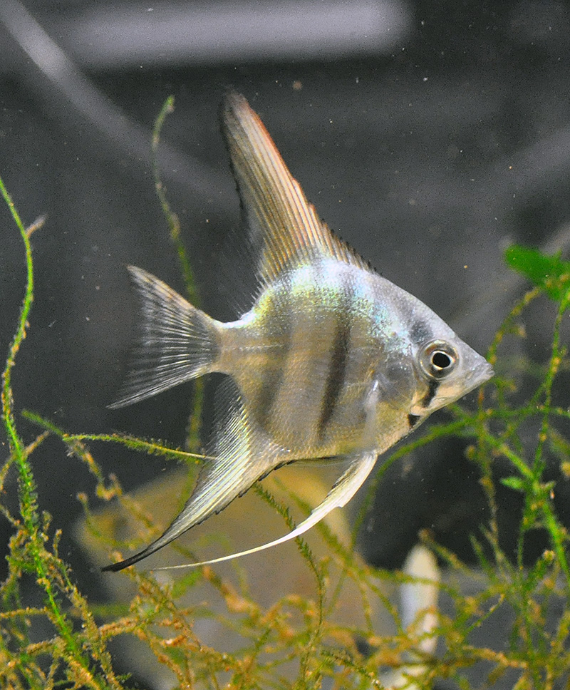 A Blue Silver Angelfish