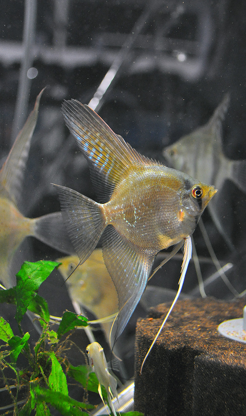 A single dose stripeless angelfish, (S/+), aka. a "Ghost".  You can see a "Silver" (wild type, standard barred) Angelfish in the backround at right for comparision.
