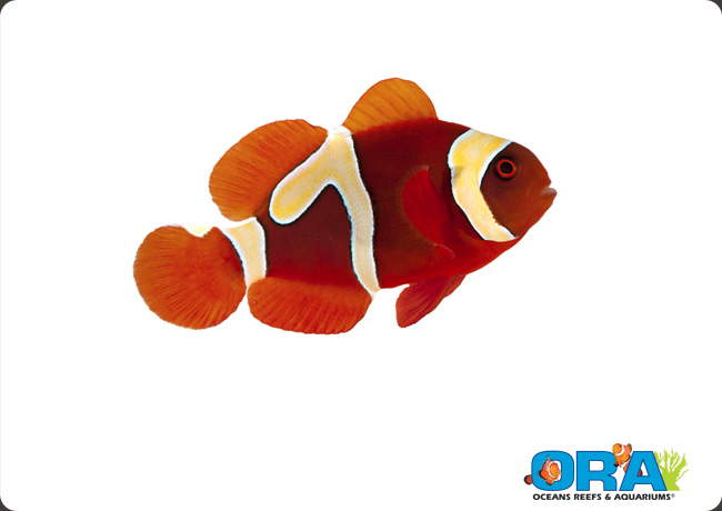 ORA's Goldflake Maroon Clownfish
