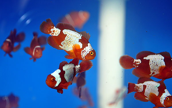 Lightning Maroon Clownfish - Copyright Matt Pedersen 2012