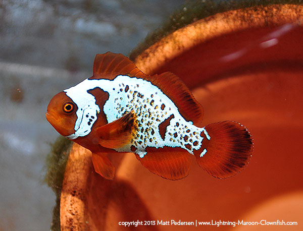 most expensive clownfish