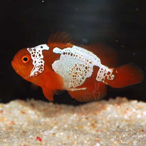 BZLM1 - the second released Lightning Maroon found a home tonight - image courtesy Blue Zoo Aquatics