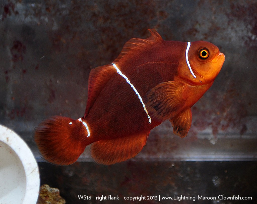 White Stripe Maroon Clownfish WS16