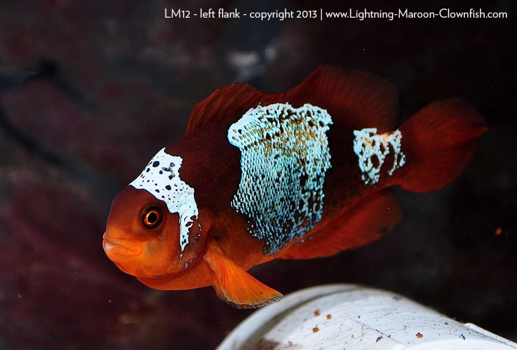 F1 PNG Lightning Maroon Clownfish LM12