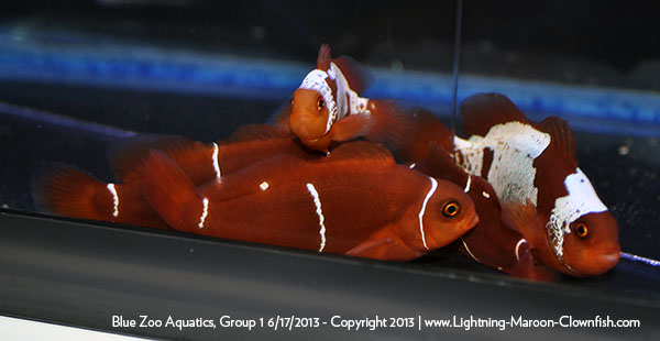 Blue Zoo Aquatics Lightning Maroon Clownfish Shipment, Group 1, 6/17/2013