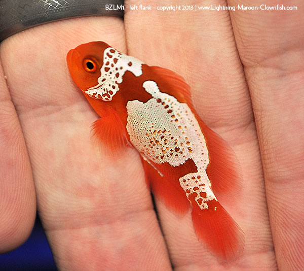 F1 PNG White Stripe Maroon Clownfish, BZLM1