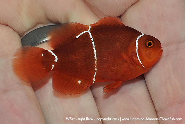 F1 PNG Maroon Clownfish from the Lightning pairing, showing the same "Morse Code" phenotype.