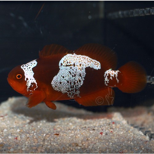 BZLM2 - the first Lightning Maroon Clownfish to be sold at auction by Blue Zoo Aquatics.