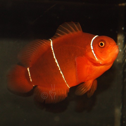 BZWS1 - the first White Stripe offspring from the wild Lightning Maroon pairing - courtesy Blue Zoo Aquatics