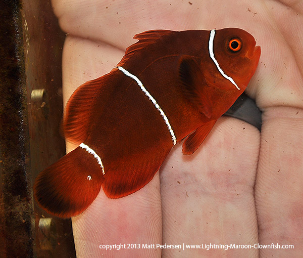 GL2 - a F1 PNG White Stripe Maroon Clownfish donated to the Great Lakes Aquarium in Duluth, MN, USA