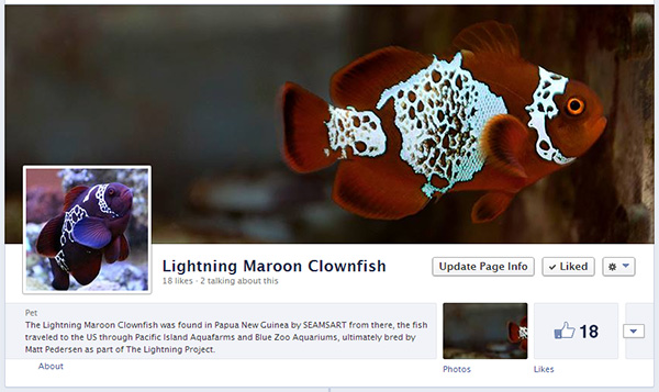 The Lightning Project - Lightning Maroon Clownfish on Facebook
