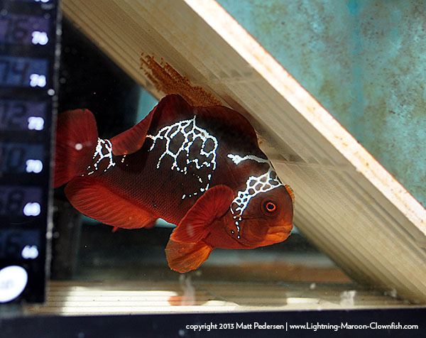 Lightning Maroon Clownfish Spawn #12