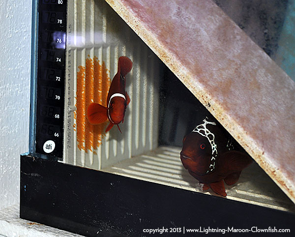 Lightning Maroon Clownfish Spawn #11, laid 9-4-2013