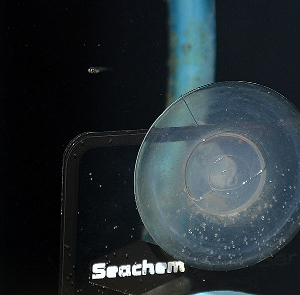 Newly hatched Lightning Maroon Clownfish offspring swims next to the Seachem Ammonia Alert Badge....