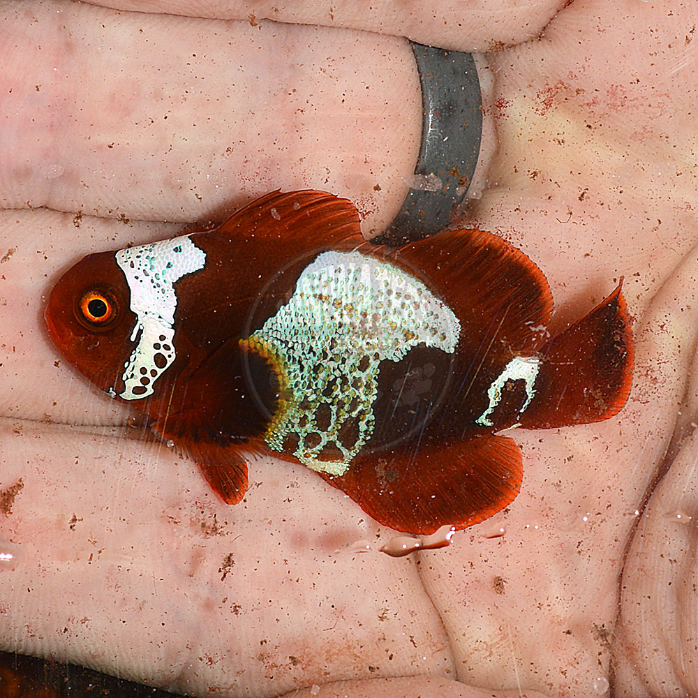 A WSYIWYG F1 PNG Lightning Maroon Clownfish, 2 years old, from the original wild pair! Available on MiniWaters.FISH