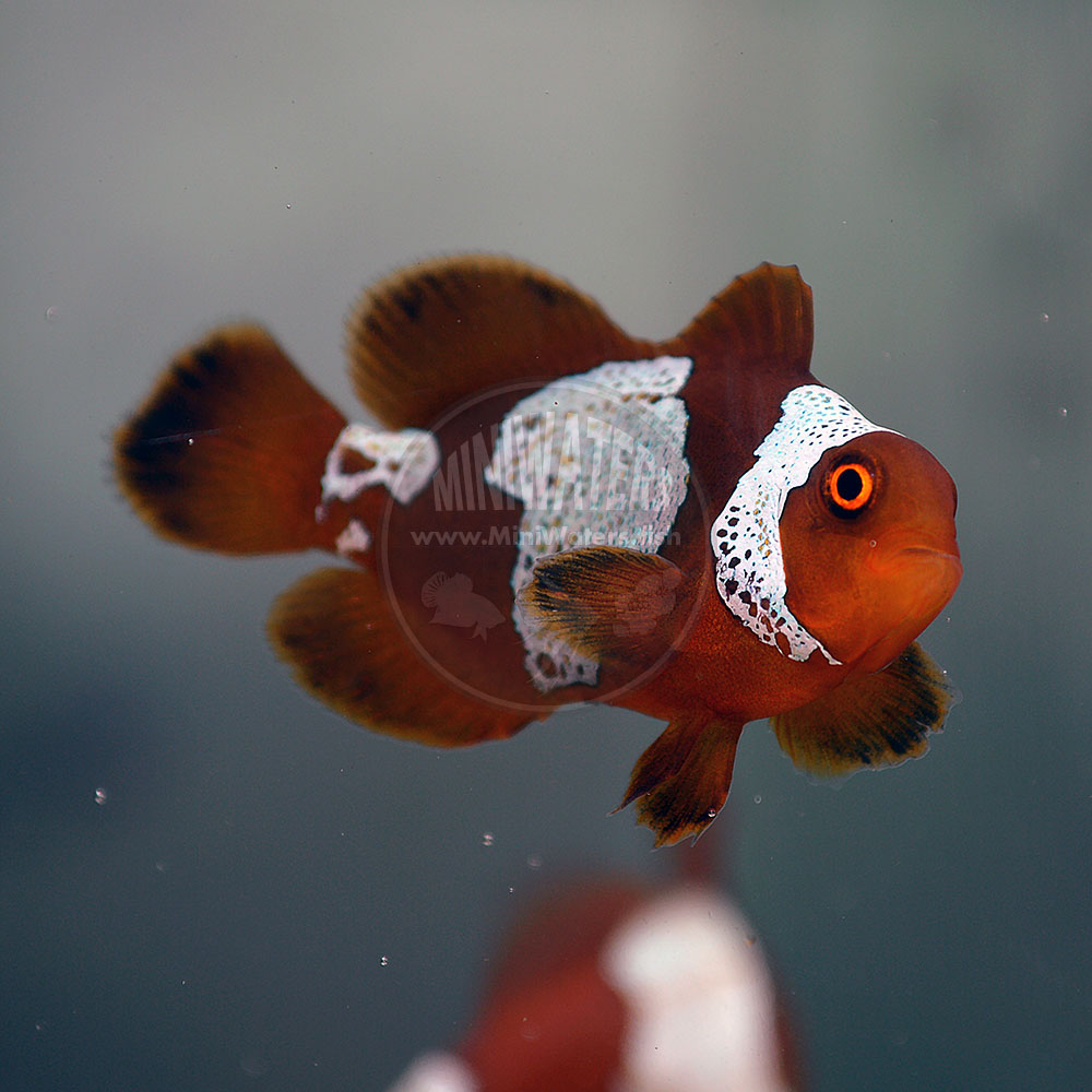 Standard Grade PNG Lightning Maroon Clownfish - shop for them at MiniWaters.FISH